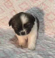 May, a female Shiranian for sale in Jacksonville, FL – 2 of 3
