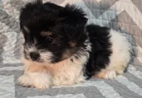 Jules, a male Shiranian for sale in Jacksonville, FL – 3 of 3