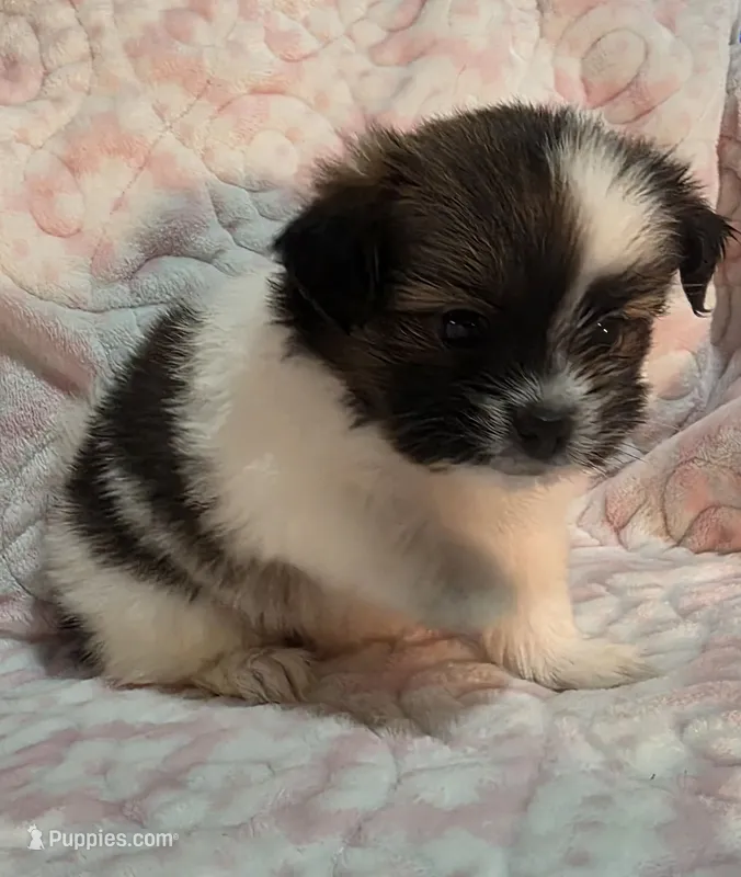 May – Shiranian puppy for sale in Jacksonville, FL