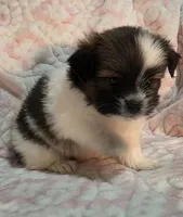 May, a female Shiranian for sale in Jacksonville, FL – 1 of 3