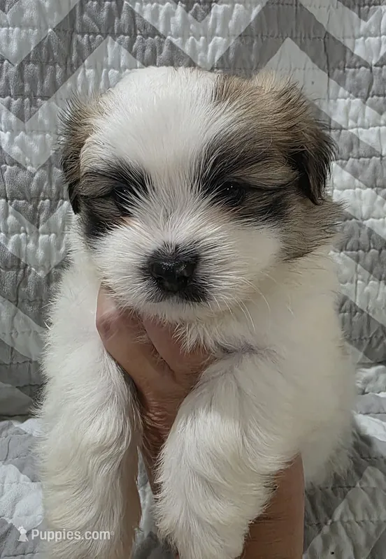 Chewy – Shiranian puppy for sale in Jacksonville, FL