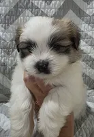 Chewy, a male Shiranian for sale in Jacksonville, FL – 1 of 3