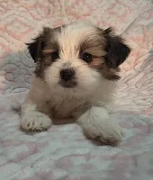 Shy, a female Shiranian for sale in Jacksonville, FL – 2 of 3