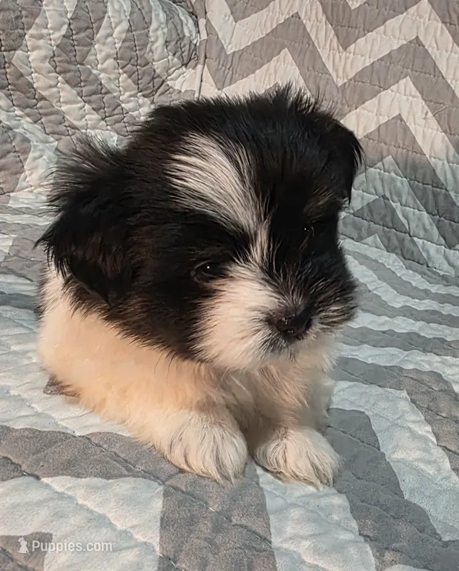Charlie – Shiranian puppy for sale in Jacksonville, FL
