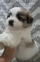 Chewy, a male Shiranian for sale in Jacksonville, FL – 2 of 3