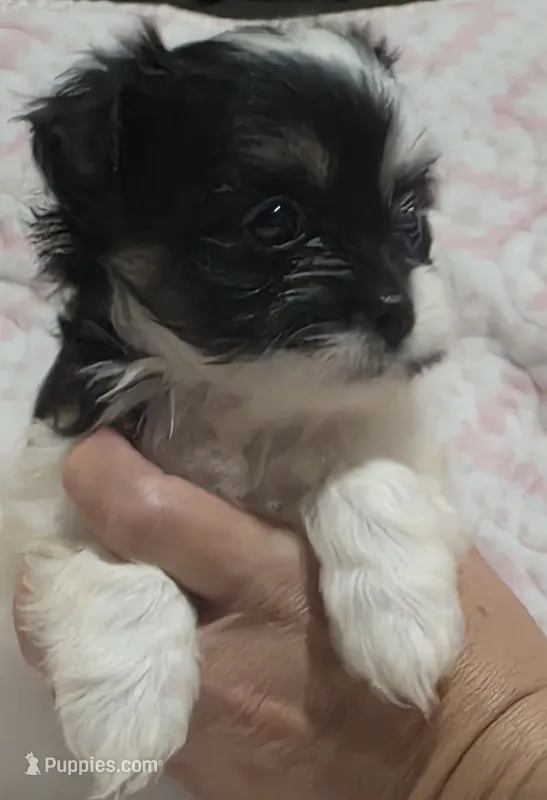 Teeny *runt – Shiranian puppy for sale in Jacksonville, FL