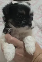 Teeny *runt, a female Shiranian for sale in Jacksonville, FL – 1 of 3