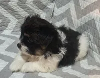 Jules, a male Shiranian for sale in Jacksonville, FL – 2 of 3