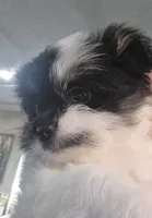 Teeny, a female Shiranian for sale in Jacksonville, FL – 4 of 4