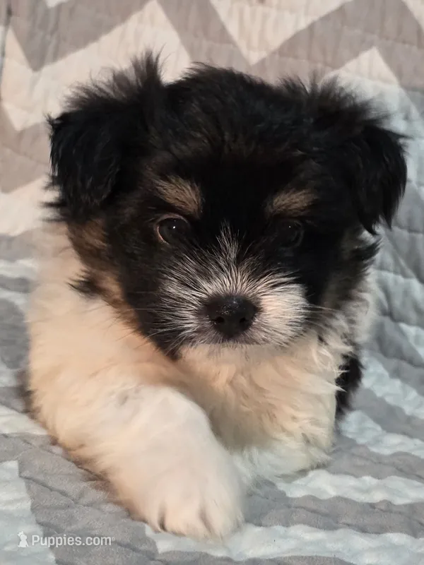 Jules – Shiranian puppy for sale in Jacksonville, FL
