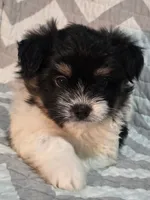 Jules, a male Shiranian for sale in Jacksonville, FL – 1 of 3