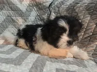 Charlie, a male Shiranian for sale in Jacksonville, FL – 2 of 3