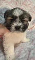 Punki, a female Shiranian for sale in Jacksonville, FL – 2 of 2