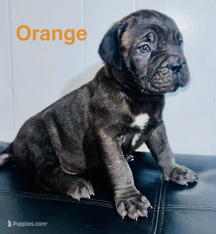 Orange