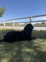 Chivo, a male Bernedoodle for sale in Las Vegas, NV – 2 of 3
