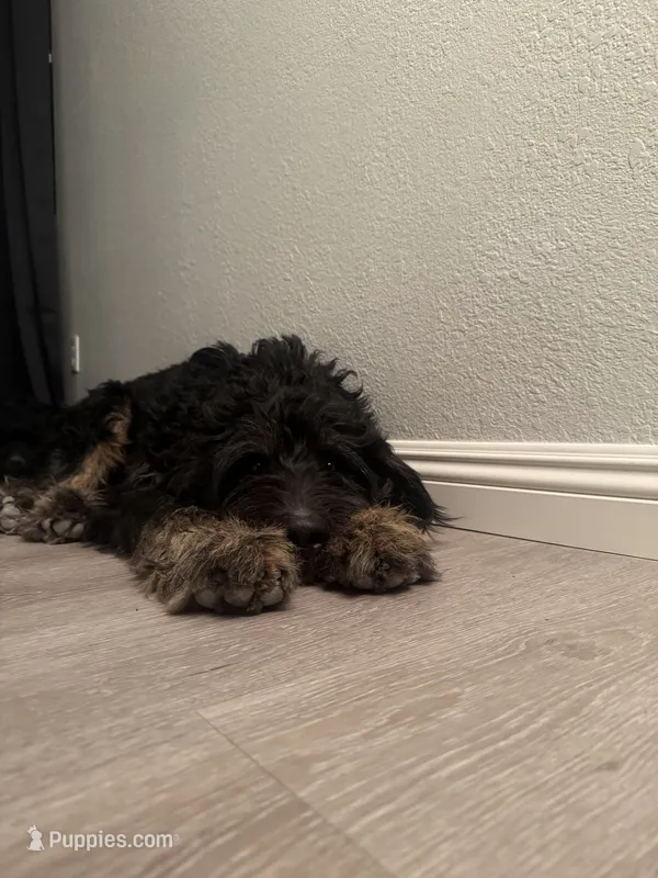 Chivo – Bernedoodle puppy for sale in Las Vegas, NV