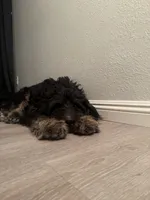 Chivo, a male Bernedoodle for sale in Las Vegas, NV – 1 of 3