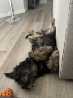 Chivo, a male Bernedoodle for sale in Las Vegas, NV – 3 of 3