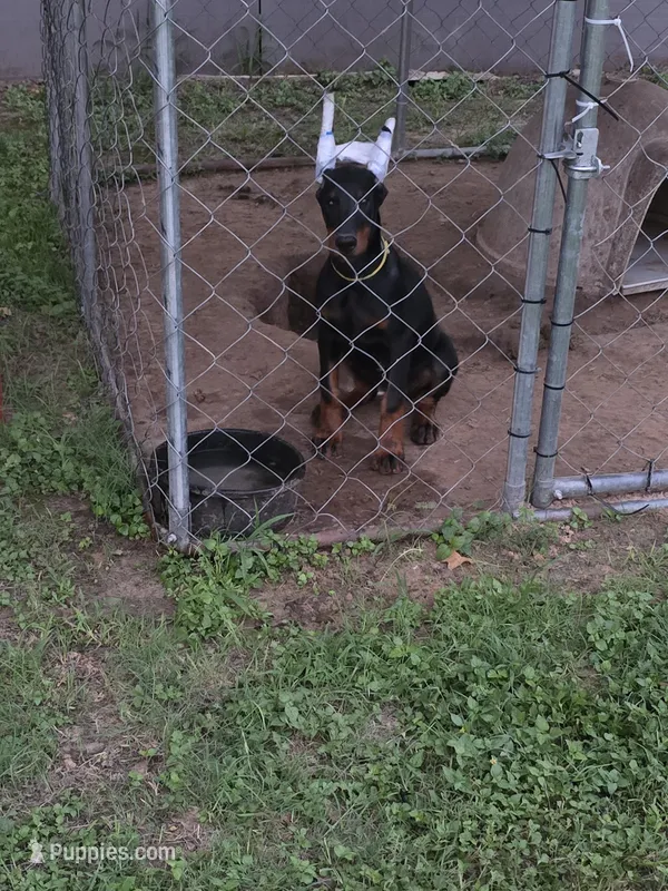 Green  collar  – Doberman Pinscher puppy for sale in Bridgeport, TX