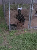 Green  collar , a female Doberman Pinscher for sale in Bridgeport, TX – 1 of 1