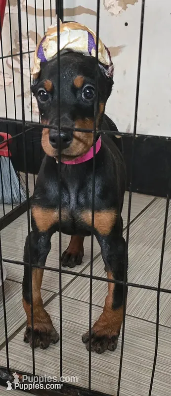 Pink collar  – Doberman Pinscher puppy for sale in Bridgeport, TX
