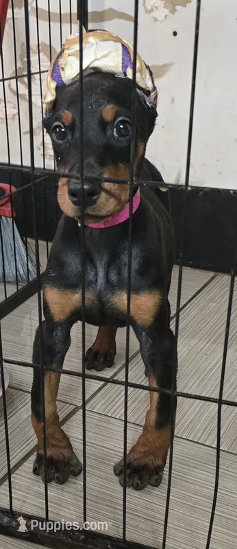 Pink collar  – Doberman Pinscher puppy for sale in Bridgeport, TX