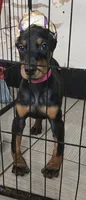 Pink collar , a female Doberman Pinscher for sale in Bridgeport, TX – 1 of 4