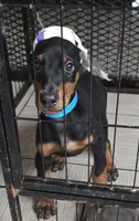 Pink collar , a female Doberman Pinscher for sale in Bridgeport, TX – 2 of 4
