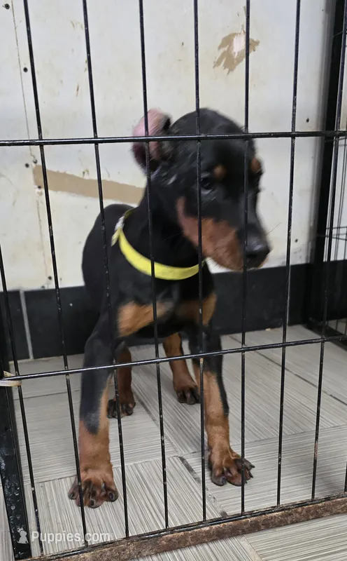 Yellow collar  – Doberman Pinscher puppy for sale in Bridgeport, TX
