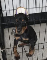 Pink collar , a female Doberman Pinscher for sale in Bridgeport, TX – 3 of 4