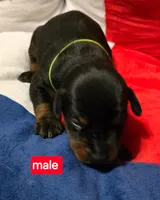 Blk collar , a female Doberman Pinscher for sale in Bridgeport, TX – Photo 1 of 2