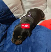 Tan collar , a male Doberman Pinscher for sale in Bridgeport, TX – Photo 5 of 5