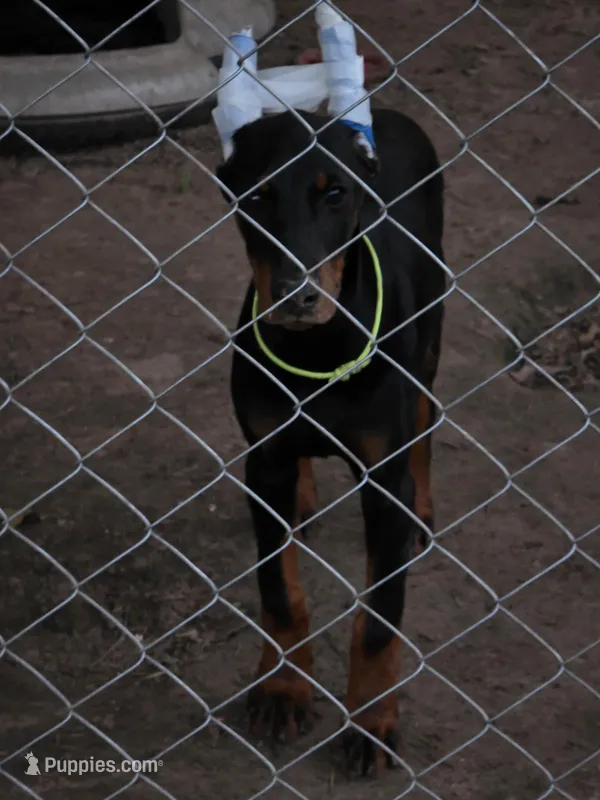 Pink collar  – Doberman Pinscher puppy for sale in Bridgeport, TX