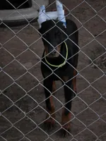 Lime green collar , a female Doberman Pinscher for sale in Bridgeport, TX – 1 of 1