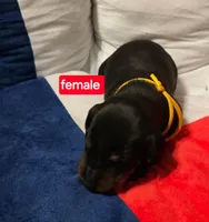 Tan collar , a male Doberman Pinscher for sale in Bridgeport, TX – Photo 3 of 5