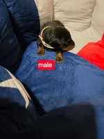 Tan collar , a male Doberman Pinscher for sale in Bridgeport, TX – Photo 4 of 5