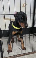 Pink collar , a female Doberman Pinscher for sale in Bridgeport, TX – 4 of 4