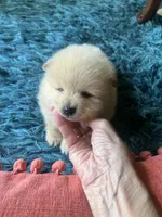 Cream, a male Pomeranian for sale in Sweeny, TX – 4 of 5