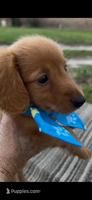 Sweetie – Miniature Dachshund puppy for sale in Sweeny, TX