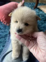 Fluffy, a female Pomeranian for sale in Sweeny, TX – 3 of 5