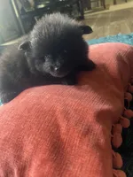 Zoey, a female Pomeranian for sale in Sweeny, TX – 4 of 4