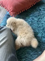 Fluffy, a female Pomeranian for sale in Sweeny, TX – 5 of 5