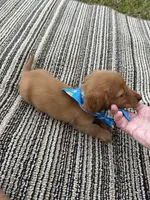 Sweetie, a male Miniature Dachshund for sale in Sweeny, TX – 4 of 5