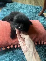 Zoey, a female Pomeranian for sale in Sweeny, TX – 3 of 4