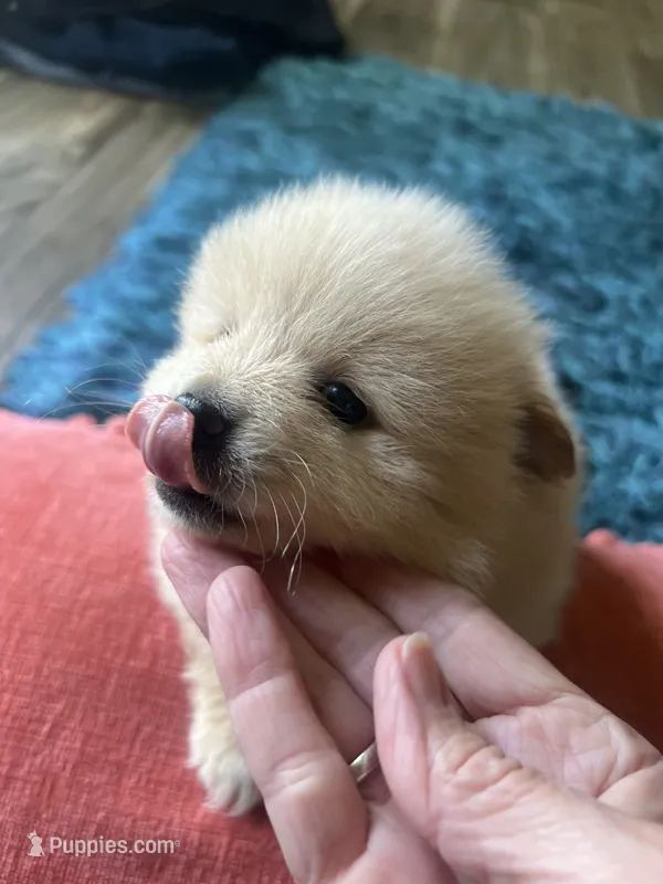 Fluffy – Pomeranian puppy for sale in Sweeny, TX