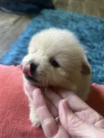 Fluffy, a female Pomeranian for sale in Sweeny, TX – 1 of 5