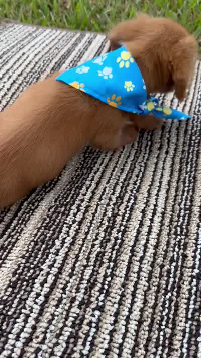 Sweetie, a male Miniature Dachshund for sale in Sweeny, TX – 5 of 5