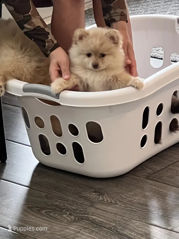 Cream- reduced  – Pomeranian puppy for sale in Sweeny, TX