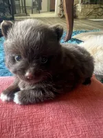 Coco, a female Pomeranian for sale in Sweeny, TX – 1 of 4