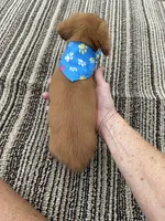 Sweetie, a male Miniature Dachshund for sale in Sweeny, TX – 3 of 5